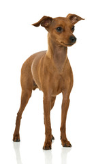 Zwergpinscher