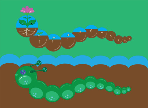 Two caterpillars and stages of development of a flower.