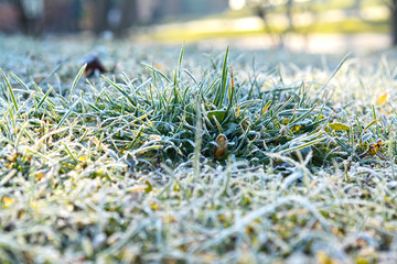Grund frost with green grass - Powered by Adobe