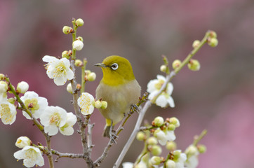 メジロと白梅