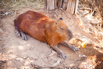 A Capybara sleeping on bare ground.