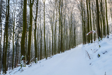 Beech Forest in Winter with snow.
Image taken with a wide-angle lens in a beech forest, Germany, Rothaargebirge. A forest track leading to the background.