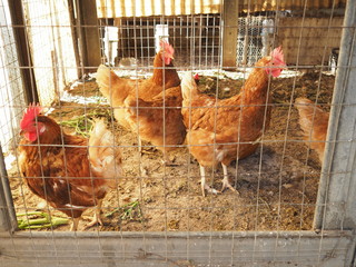 galline nel pollaio © ninop
