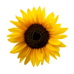 Naklejka premium Sunflower Isolated