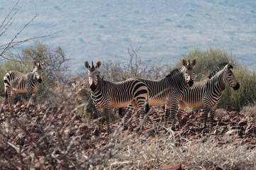 Fototapeta na wymiar Hartmann-Bergzebras; Etendeka; Namibia