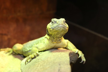 Lézard