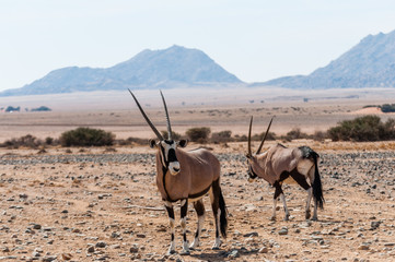 Oryx Antilopen in der Wüste vor Sossusvlei; Namibia