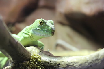Gecko