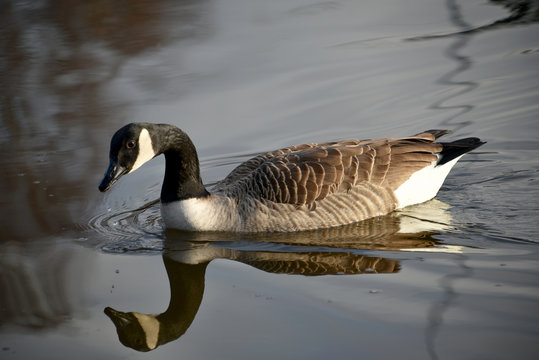 Canadian Goose with reflection