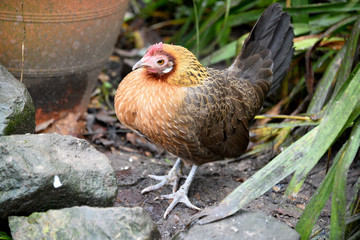 Tan and Black Bantam chicken