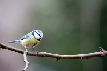 Mésange bleue