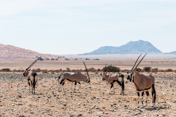 Oryx Antilopen in der Wüste vor Sossusvlei; Namibia