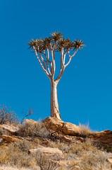 Köcherbaum (Aloe dichotoma); Naukluft; Namibia