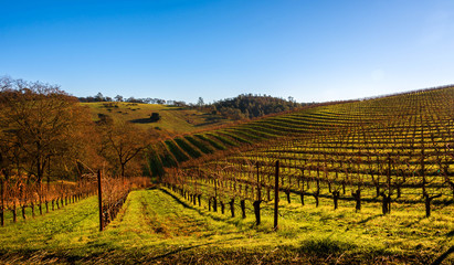 Dormant vineyard in the Napa Valley