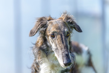 Obraz premium Borzoi listens carefully