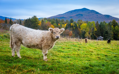 Vermont calf