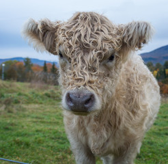 Fototapeta premium Vermont calf