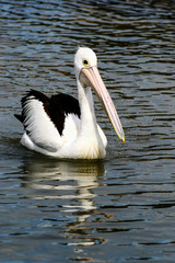 Pelican