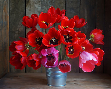 Still life with a bouquet of red tulips in a bucket.