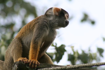 Obraz premium Singe saïmiri