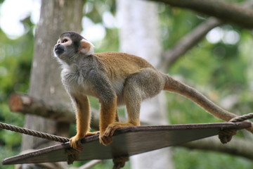 Obraz premium Singe saïmiri