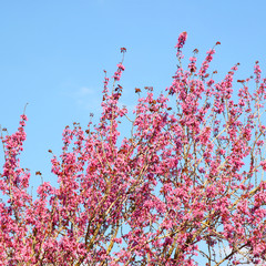 Obraz na płótnie Canvas image of Spring Cherry blossoms tree. selective focus photo 