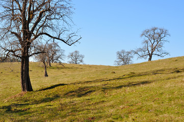 trees in field
