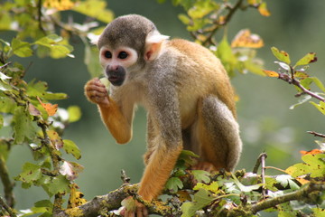 Singe saïmiri