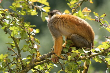 Singe saïmiri