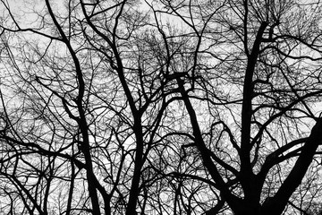 Winter Bäume Textur Hintergrund