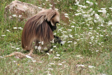 Gelada