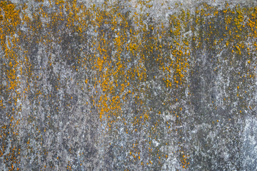 Weathered and aged grey concrete wall with yellow moss.
