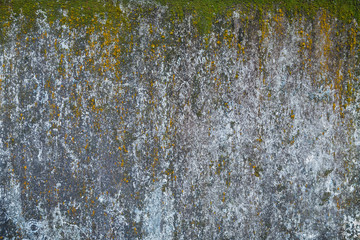 Weathered and aged grey concrete wall with green moss.