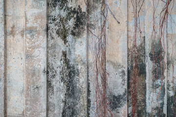 Weathered and uneven concrete wall and vines texture background.