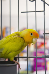 Fototapeta premium Yellow and green parrot