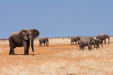 Elefanten im Etosha Nationalpark; Namibia