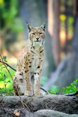 Fotobehang Young Lynx in spring time © byrdyak