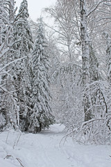 Beautiful snowy forest cold winter in December