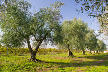 uliveto in Italia