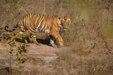 Fototapeta na wymiar tiger/tiger