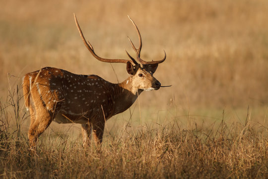 axis deer/axis deer