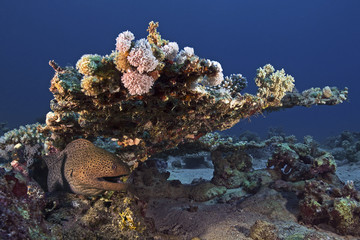 Giant moray, Riesenmuräne (Gymnothorax javanicus)