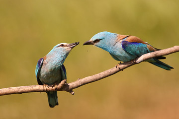 Courtship of two Eurasian Rollers