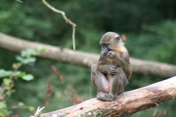 Singe mandrill