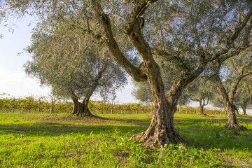 Fototapeta premium vecchi alberi di ulivo per fare l'olio in Italia