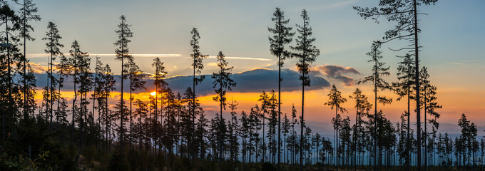 Sunrise in the forest - panorama © kabat