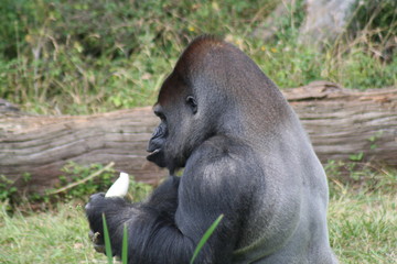 Gorille