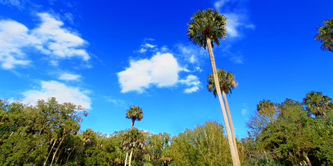 Highlands Hammock State Park is a popular natural attraction in central Florida