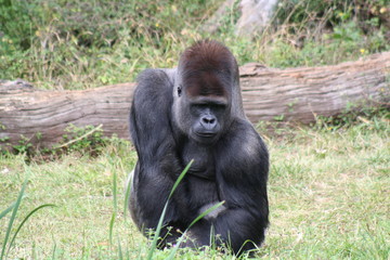 Gorille