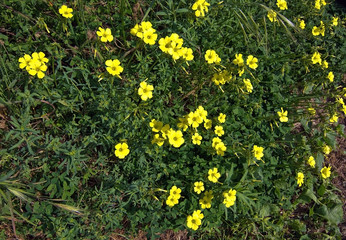 Yellow flowers full frame